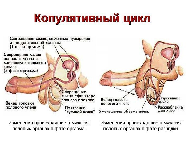   Копулятивный цикл Изменения происходящие в мужских половых органах в фазе оргазма. Изменения