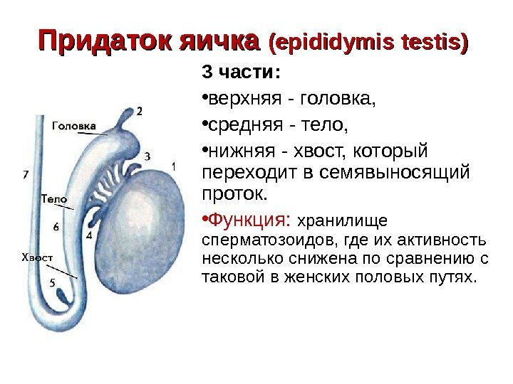   Придаток яичка (( epididymis testis)  3 части:  • верхняя -