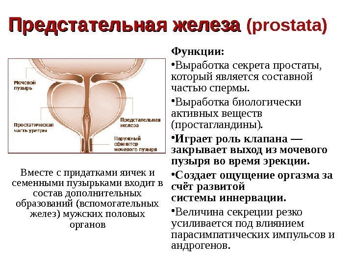   Предстательная железа ( prostata ) Функции:  • Выработка секрета простаты, 