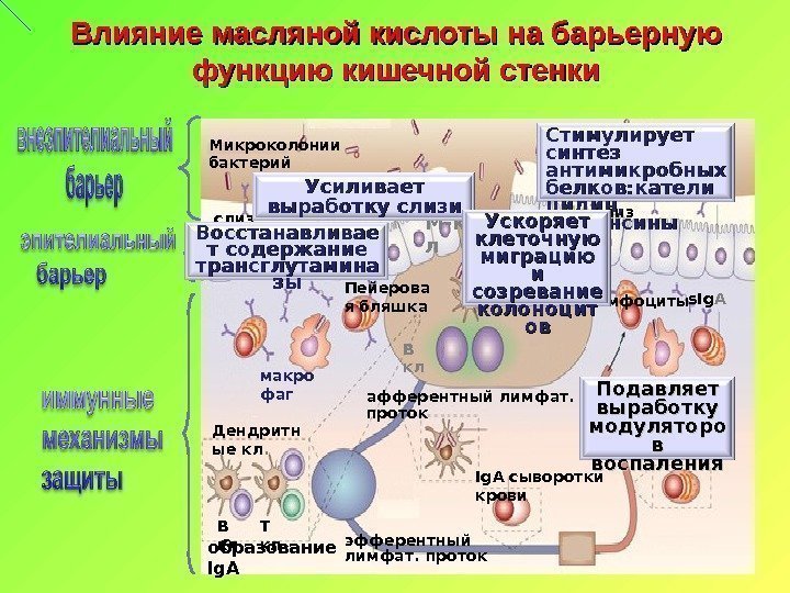 Влияние масляной кислоты на барьерную функцию кишечной стенки Микроколонии бактерий М-к лслиз ь макро