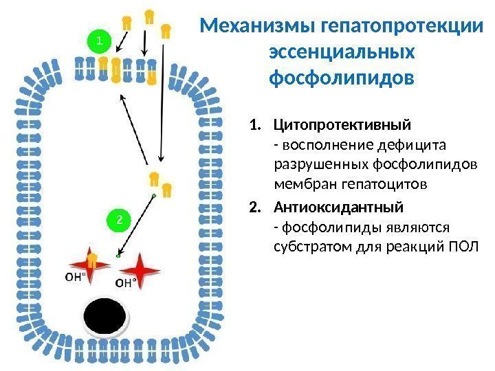 Механизмы гепатопротекции эссенциальных фосфолипидов 1. Цитопротективный - восполнение дефицита разрушенных фосфолипидов мембран гепатоцитов 2.