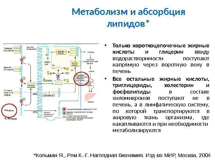 Метаболизм и абсорбция липидов* • Только короткоцепочечные жирные кислоты и глицерин ввиду водорастворимости поступают