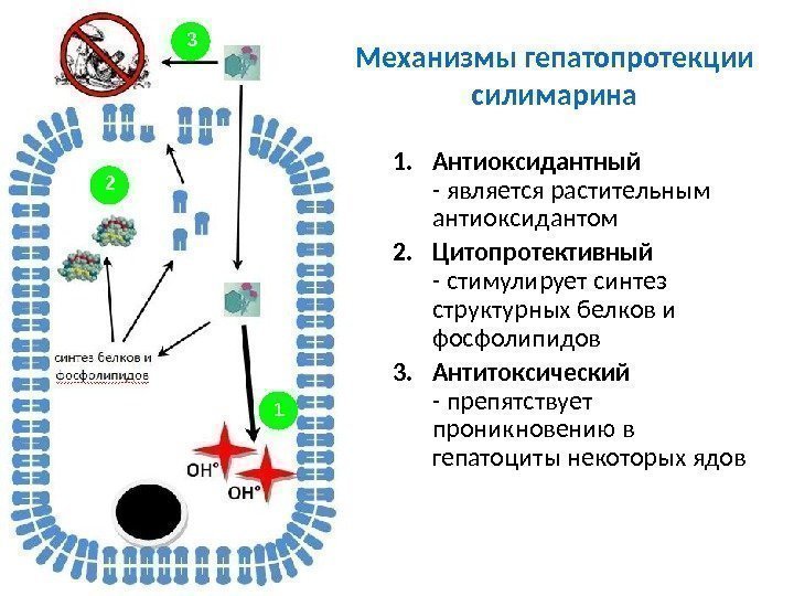 Механизмы гепатопротекции силимарина 1. Антиоксидантный - является растительным антиоксидантом  2. Цитопротективный - стимулирует