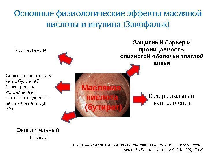 Основные физиологические эффекты масляной кислоты и инулина (Закофальк) H. M. Hamer et al. Review