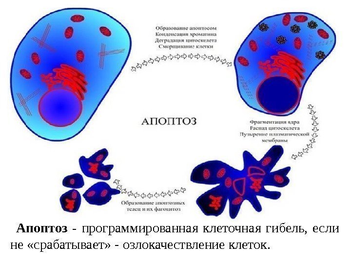 Апоптоз - программированная клеточная гибель,  если не «срабатывает» - озлокачествление клеток.  