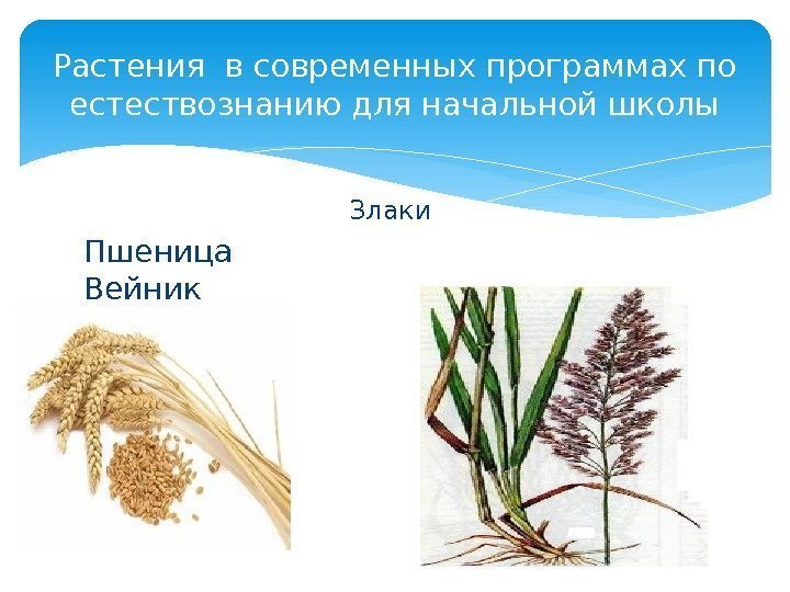 Злаки  Пшеница    Вейник. Растения в современных программах по естествознанию для