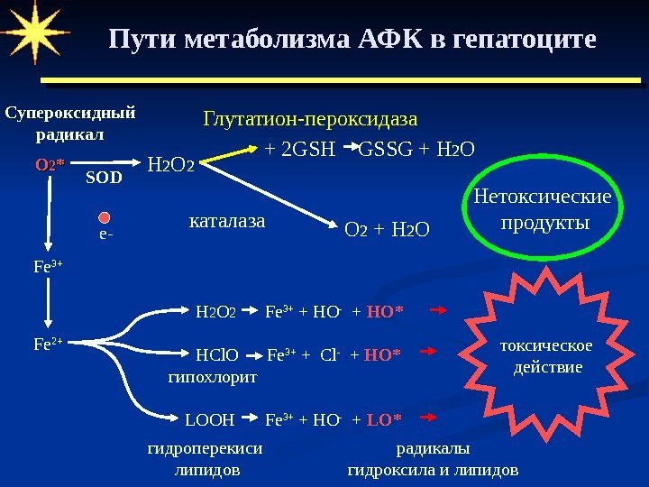 Пути метаболизма АФК в гепатоците токсическое  действиее-Супероксидный радикал ОО 22 ** гипохлорит. Fe