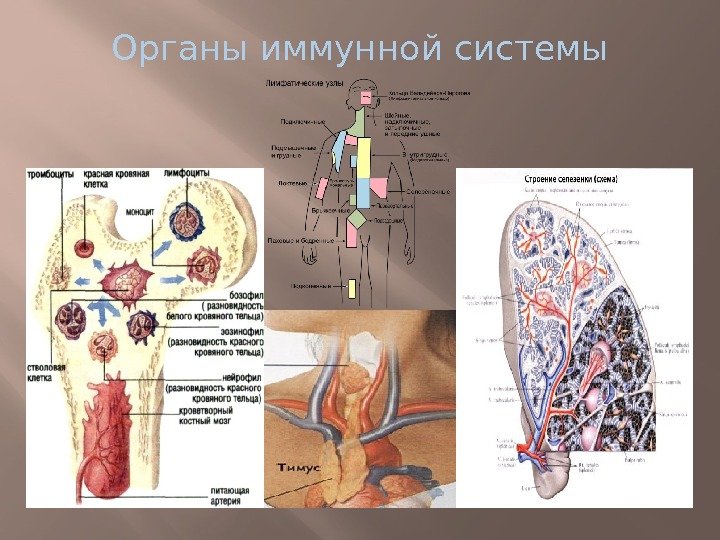 Анатомия иммунных органов. Органы иммунной системы.