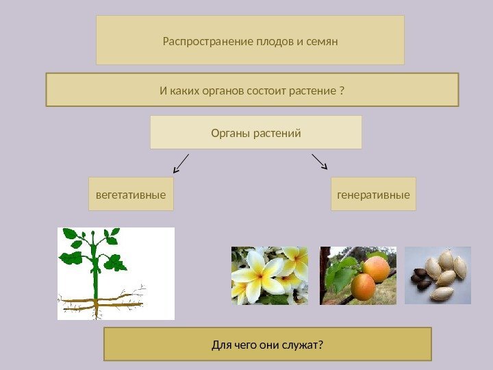 Распространение плодов и семян Органы растений вегетативные генеративные. И каких органов состоит растение ?
