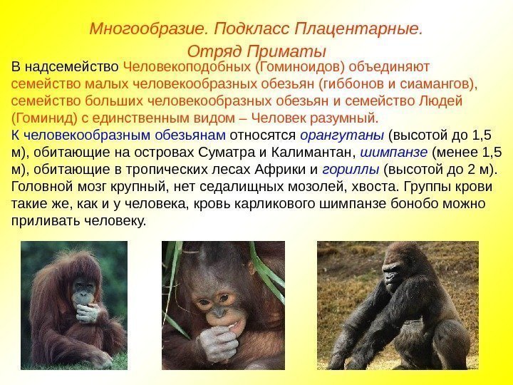   Многообразие. Подкласс Плацентарные. Отряд Приматы В надсемейство Человекоподобных (Гоминоидов) объединяют  семейство