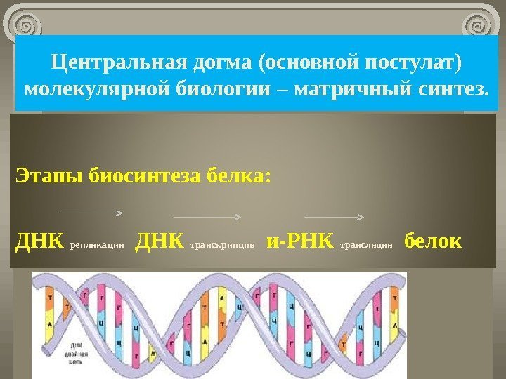 Центральная догма (основной постулат) молекулярной биологии – матричный синтез. Этапы биосинтеза белка: ДНК 