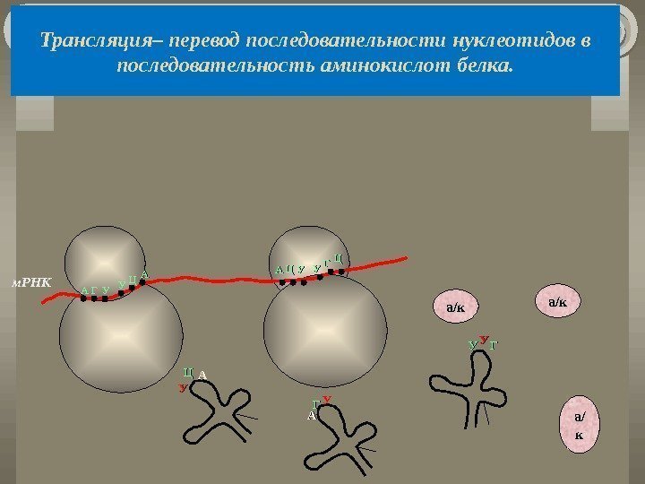Трансляция– перевод последовательности нуклеотидов в последовательность аминокислот белка. м. РНК АА ГГ УУ УУ