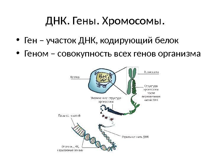 ДНК. Гены. Хромосомы.  • Ген – участок ДНК, кодирующий белок • Геном –