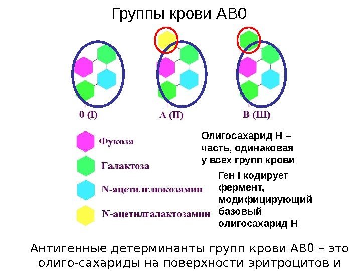 Антигенные детерминанты групп крови АВ 0 – это олиго-сахариды на поверхности эритроцитов и других