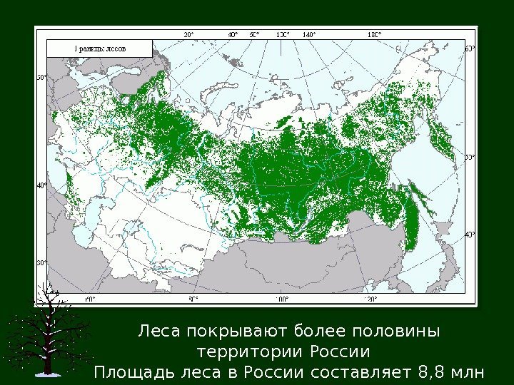 Леса покрывают более половины территории России  Площадь леса в России составляет 8, 8