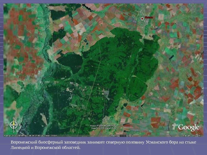 Воронежский биосферный заповедник занимает северную половину Усманского бора на стыке Липецкой и Воронежской областей.