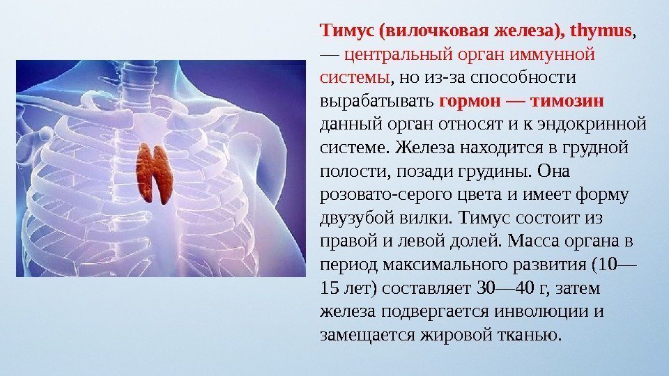 Тимус (вилочковая железа), thymus ,  — центральный орган иммунной системы , но из-за