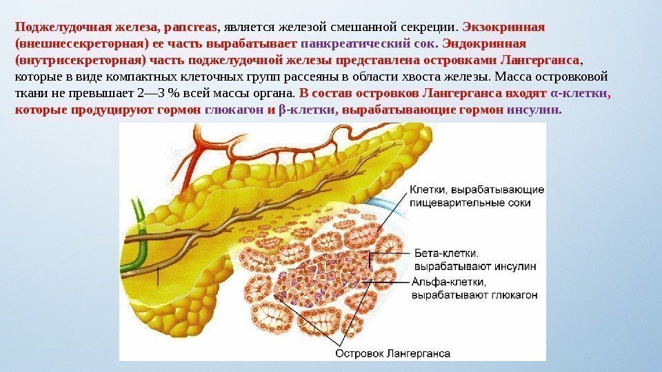 Поджелудочная железа, pancreas , является железой смешанной секреции.  Экзокринная (внешнесекреторная) ее часть вырабатывает