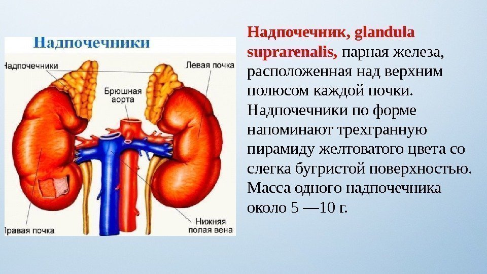 Надпочечник, glandula suprarenalis,  парная железа,  расположенная над верхним полюсом каждой почки. 