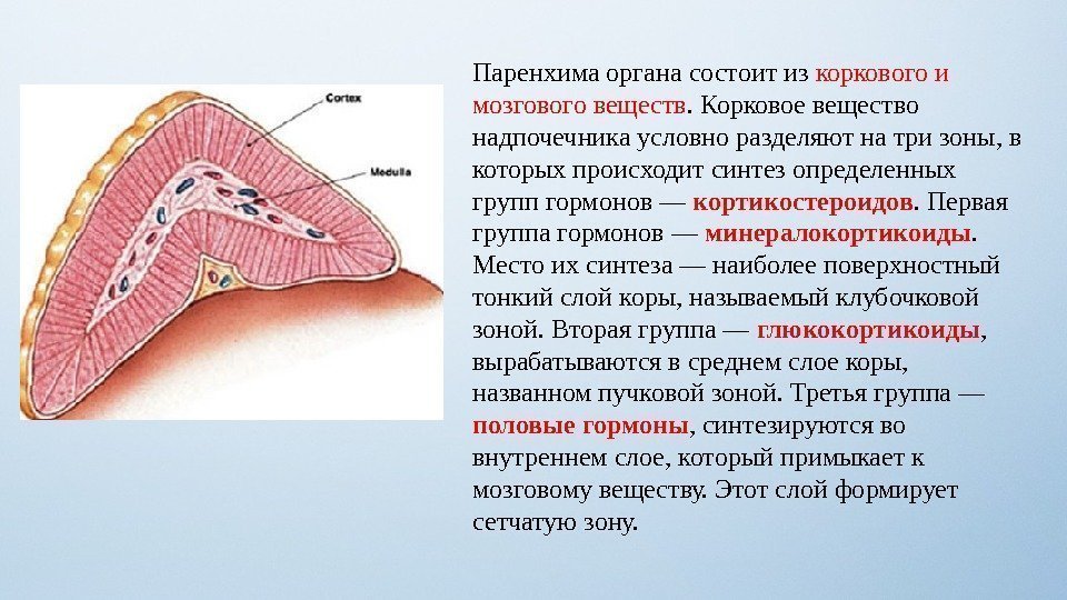 Паренхима органа состоит из коркового и мозгового веществ. Корковое вещество надпочечника условно разделяют на