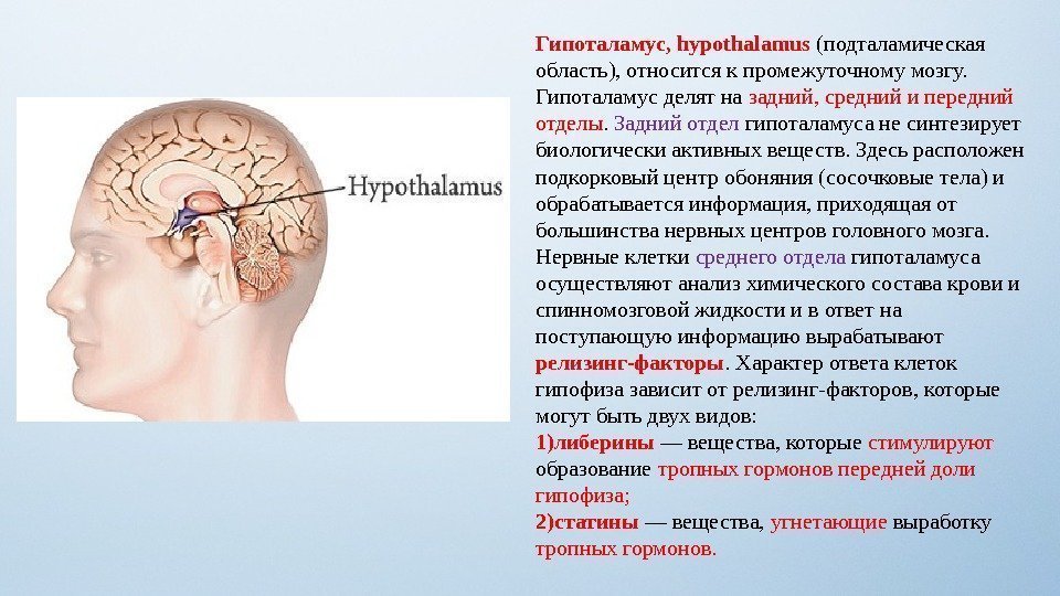 Гипоталамус, hypothalamus (подталамическая область), относится к промежуточному мозгу.  Гипоталамус делят на задний, средний