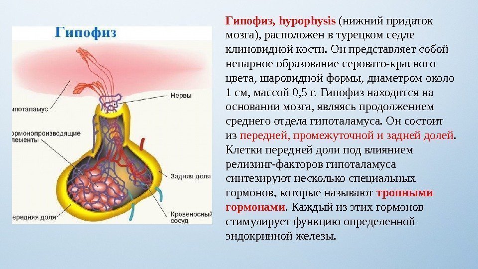 Гипофиз, hypophysis (нижний придаток мозга), расположен в турецком седле клиновидной кости. Он представляет собой