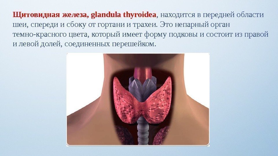 Щитовидная железа, glandula thyroidea , находится в передней области шеи, спереди и сбоку от