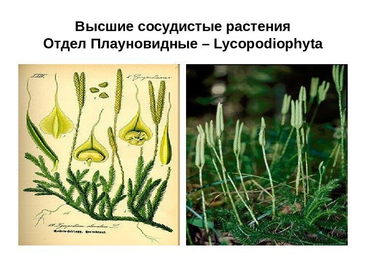 Высшие сосудистые растения Отдел Плауновидные – Lycopodiophyta 