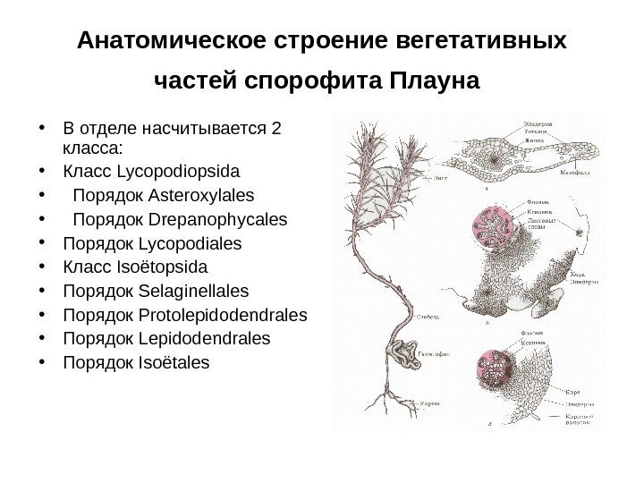 Анатомическое строение вегетативных частей спорофита Плауна  • В отделе насчитывается 2 класса: 