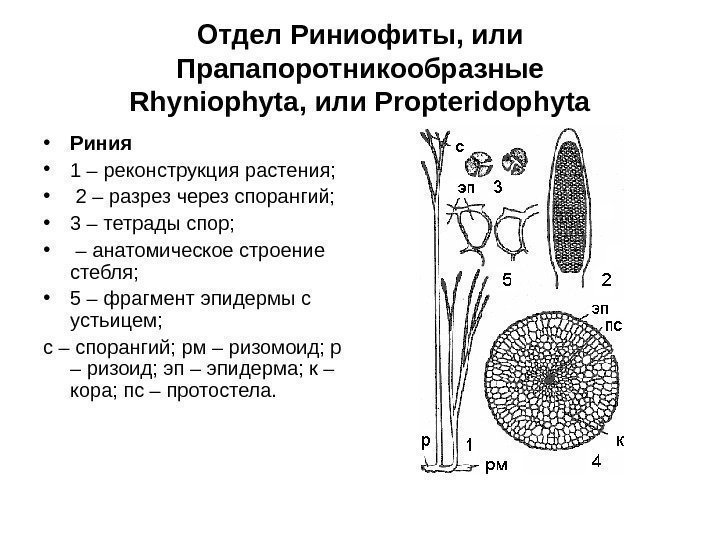 Отдел Риниофиты, или Прапапоротникообразные Rhyniophyta , или Propteridophyta • Риния  • 1 –