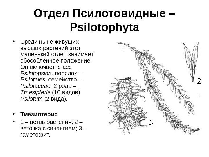 Отдел Псилотовидные – Psilotophyta • Среди ныне живущих высших растений этот маленький отдел занимает