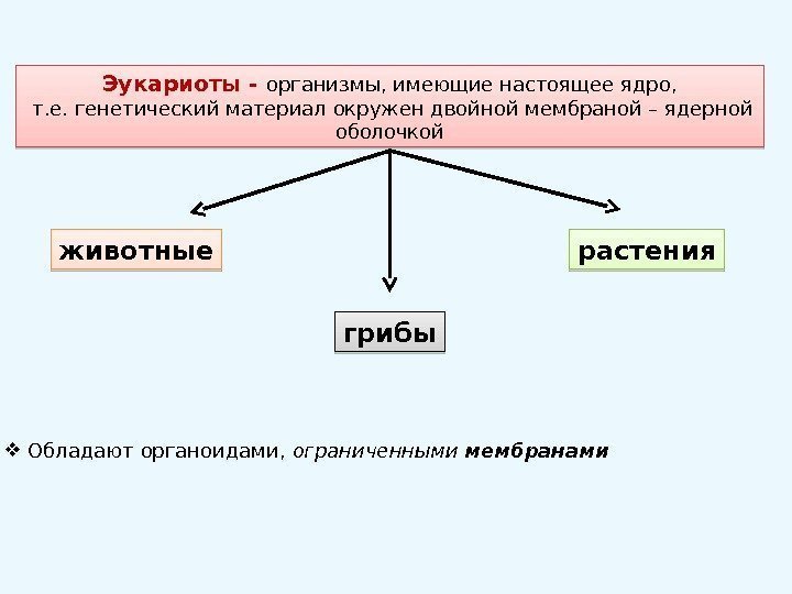 Эукариоты - организмы, имеющие настоящее ядро,  т. е. генетический материал окружен двойной мембраной