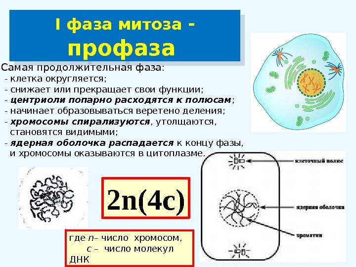 I фаза митоза - профаза  Самая продолжительная фаза:  - клетка округляется; 