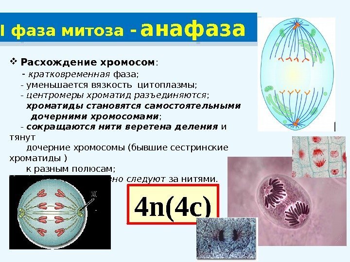  Расхождение хромосом :  - кратковременная фаза;  - уменьшается вязкость цитоплазмы; 