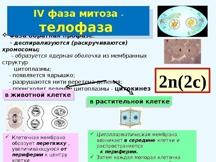  Фаза обратная профазе :  - деспирализуются (раскручиваются) хромосомы;  - образуется ядерная