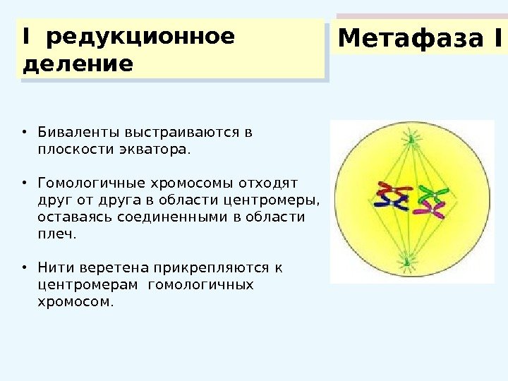 I редукционное  деление Метафаза I • Биваленты выстраиваются в плоскости экватора.  •