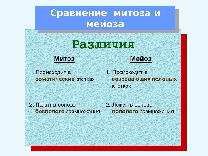 Сравнение митоза и мейоза 