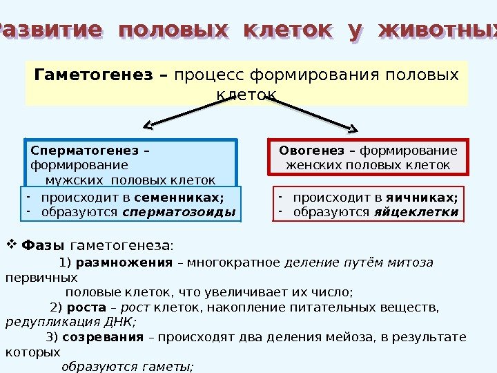  Развитие половых клеток у животных Гаметогенез – процесс формирования половых клеток Сперматогенез –