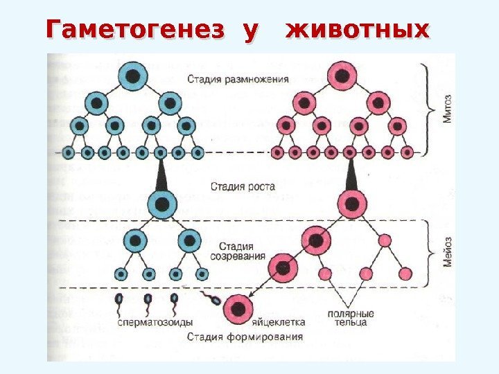 Гаметогенез у  животных 2 A 