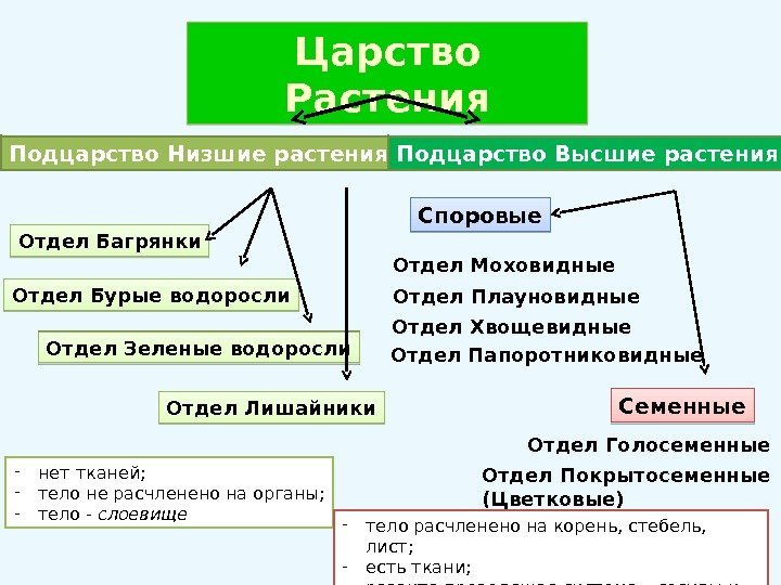 Царство Растения Отдел Багрянки. Подцарство Низшие растения Подцарство Высшие растения Отдел Зеленые водоросли Отдел