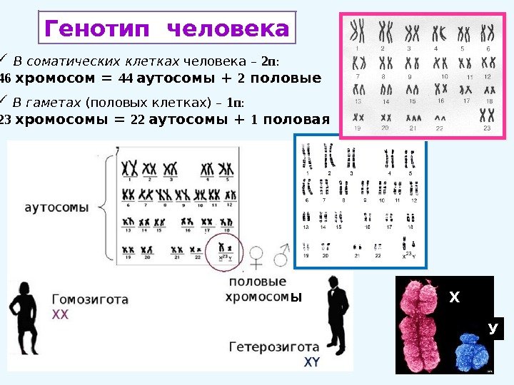 Генотип человека В соматических клетках человека – 2 n :  46 хромосом =