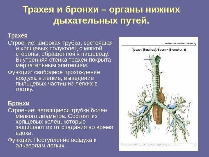 Трахея и бронхи – органы нижних дыхательных путей. Трахея Строение: широкая трубка, состоящая и