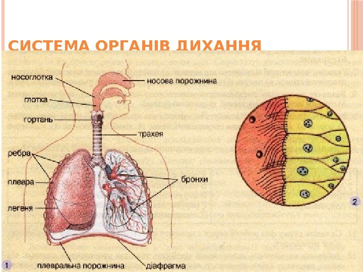 СИСТЕМА ОРГАНІВ ДИХАННЯ 