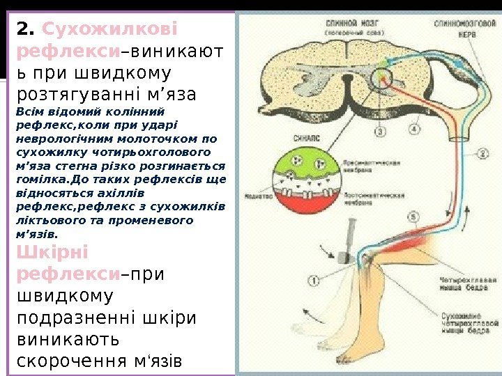 2.  Сухожилкові  рефлекси –виникают ь при швидкому розтягуванні м’яза Всім відомий колінний