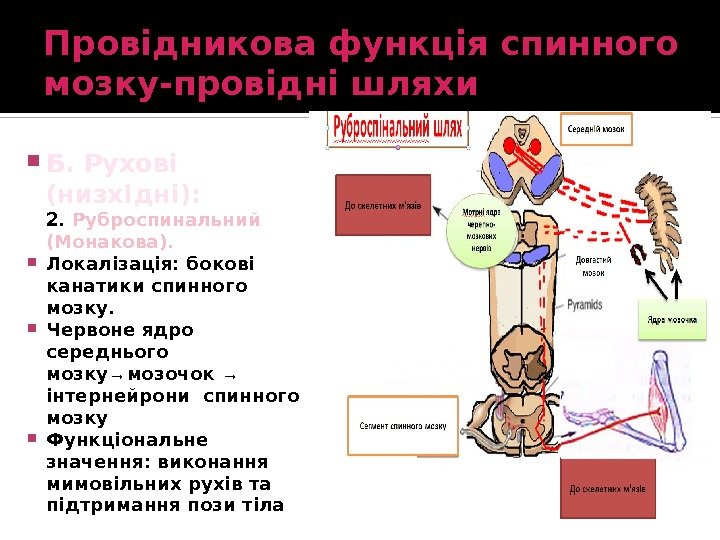 Провідникова функція спинного мозку-провідні шляхи Б. Рухові (низхідні): 2.  Руброспинальний (Монакова).  Локалізація: