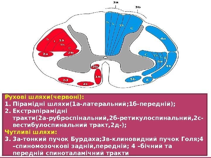 Рухові шляхи(червоні): 1. Пірамідні шляхи(1 а-латеральний; 1 б-передній); 2. Екстрапірамідні тракти(2 а-руброспінальний, 2 б-ретикулоспинальний,