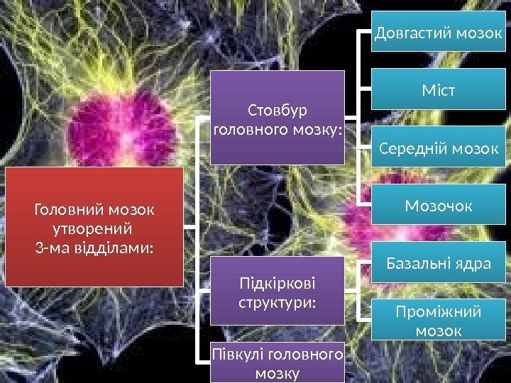 Головний мозок утворений 3 -ма відділами: Стовбур головного мозку: Довгастий мозок Міст Середній мозок