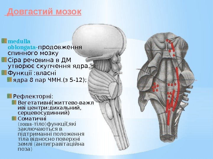  Довгастий мозок medulla oblongata- продовження спинного мозку Сіра речовина в ДМ утворює скупчення