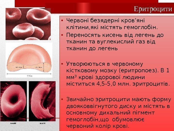 Еритроцити • Червоні безядерні кров’яні клітини, які містять гемоглобін.  • Переносять кисень від