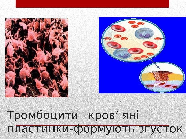 Тромбоцити –кров’ яні пластинки-формують згусток 